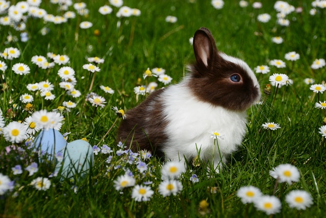 Cruelty-free